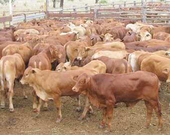 養30頭肉牛投資成本是多少